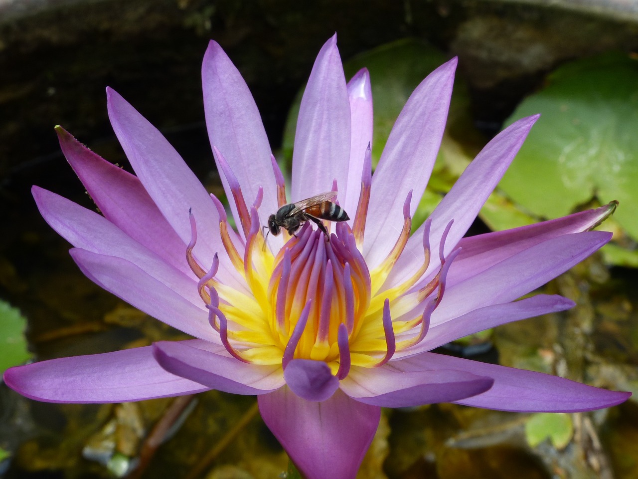 waterlilly lotus thailand free photo