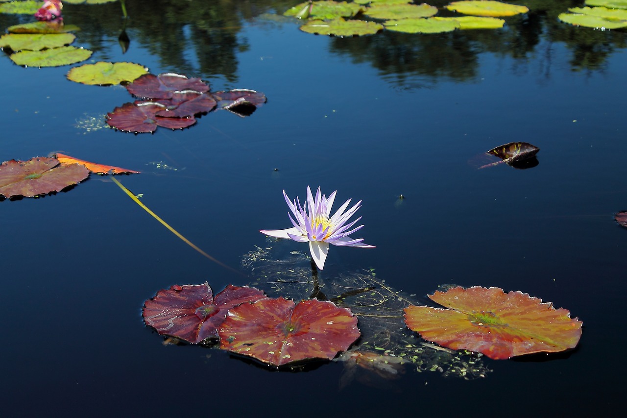 waterlilly flower texas free photo