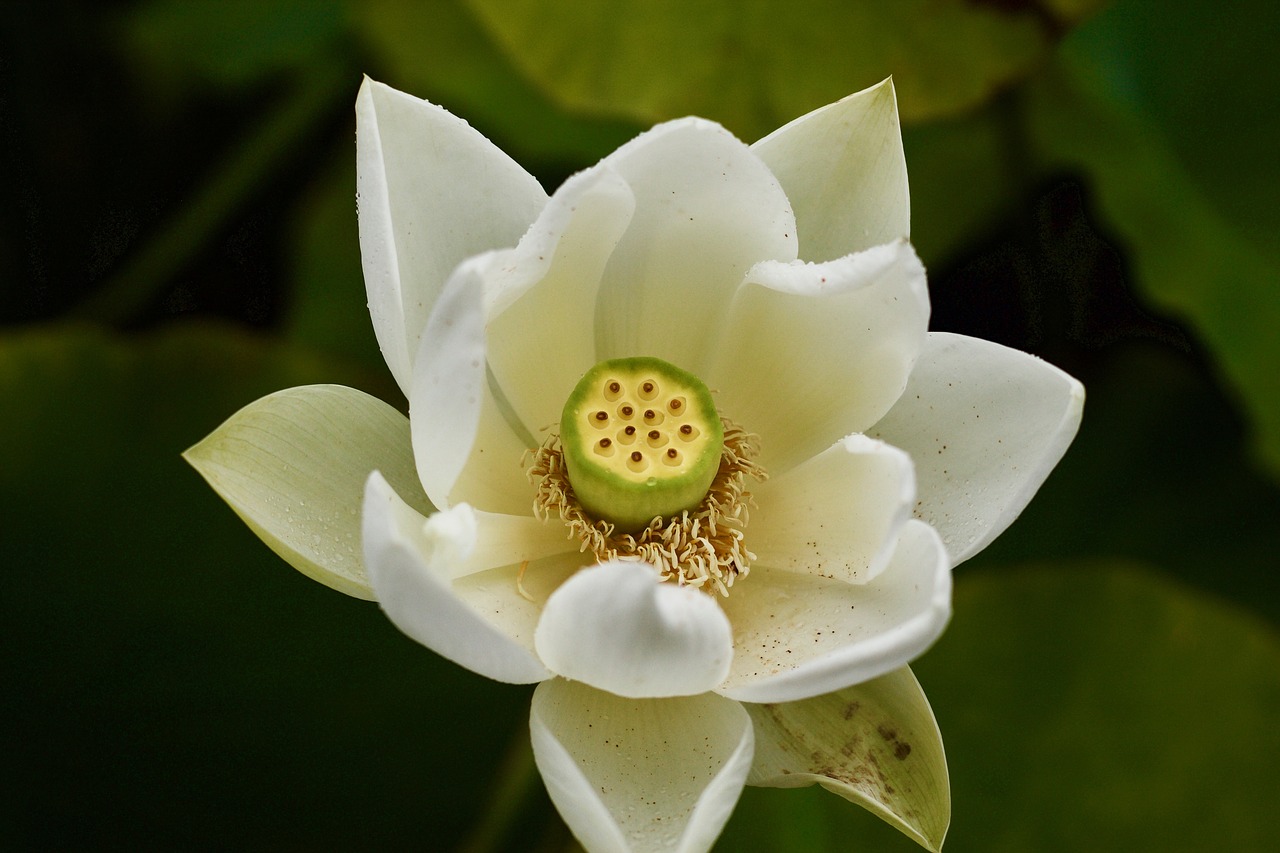 waterlilly water lilly pond free photo