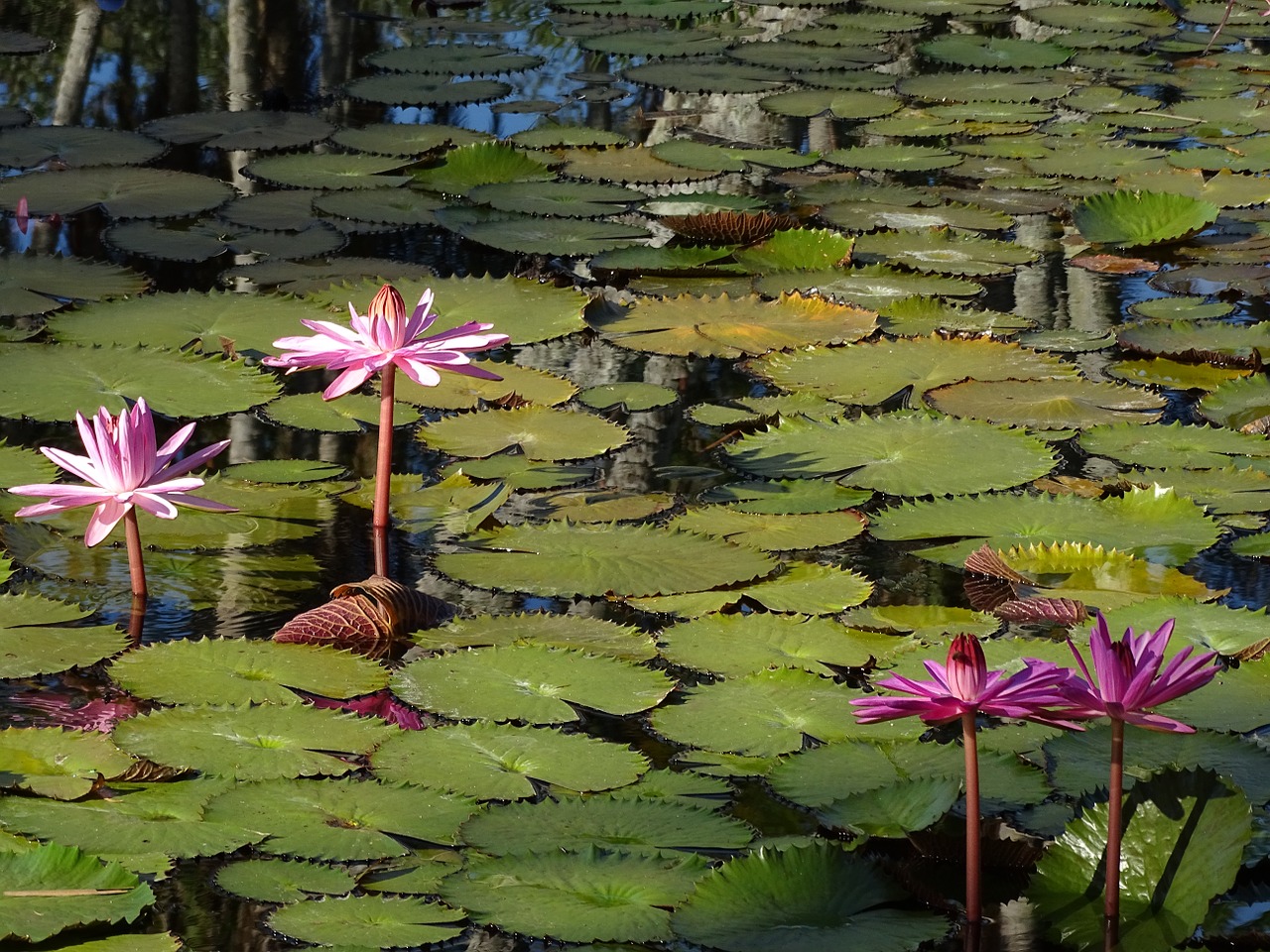 waterlily pink flower free photo