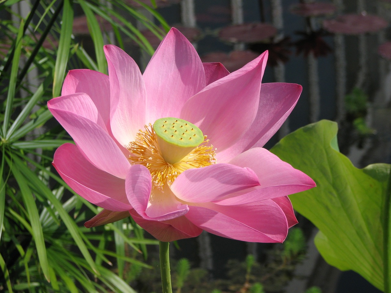 waterlily lily flower free photo
