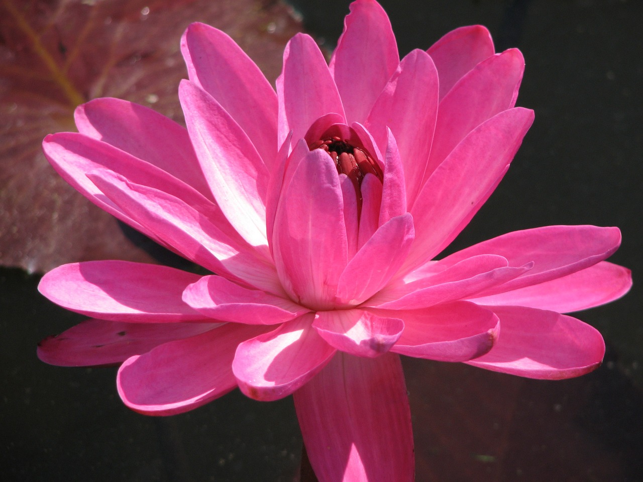 waterlily bloom water free photo