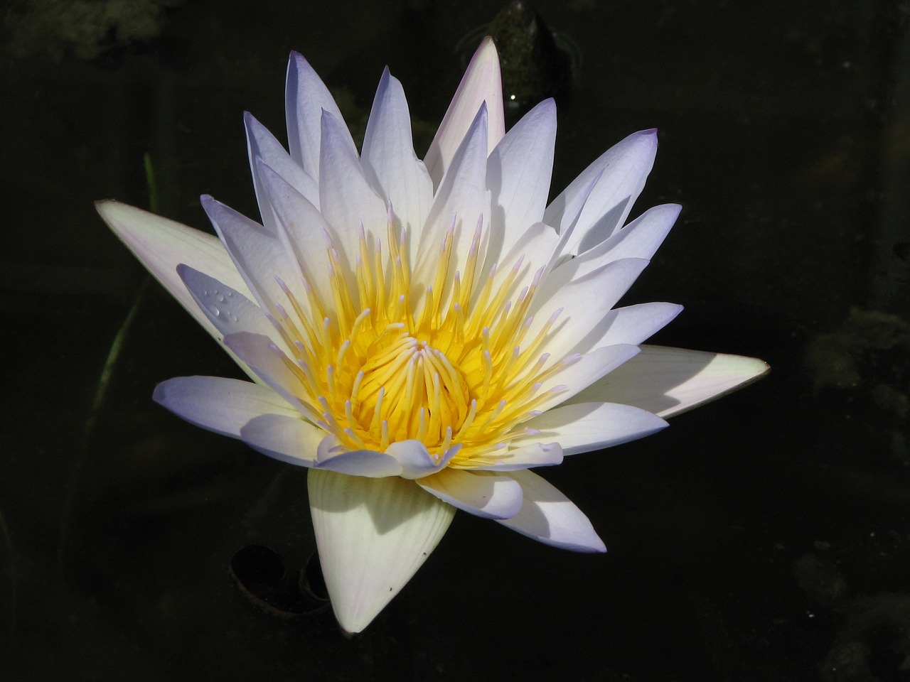 waterlily water lily free photo