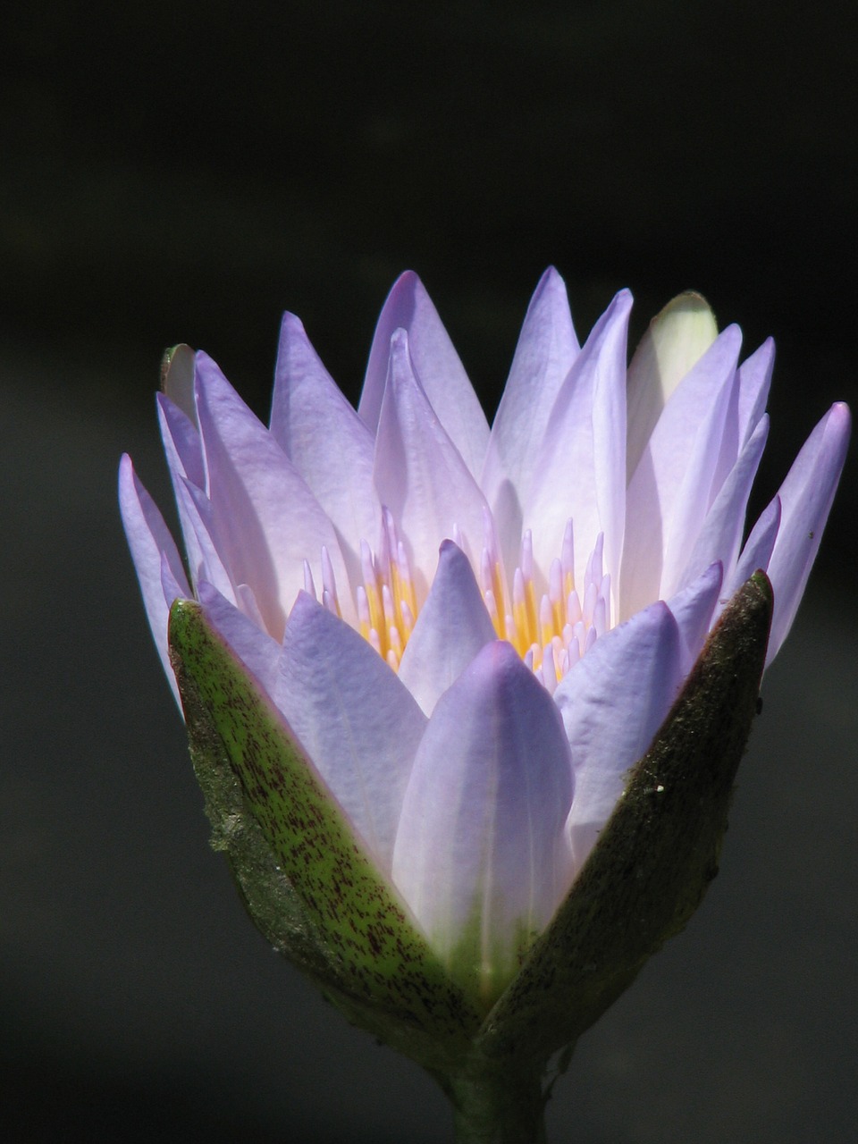 waterlily water lily free photo