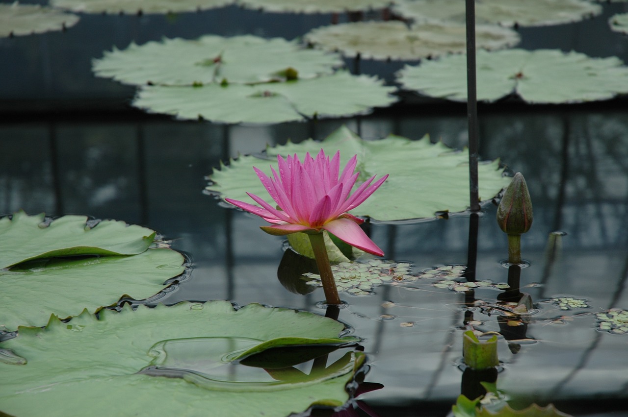 waterlily flower pond free photo