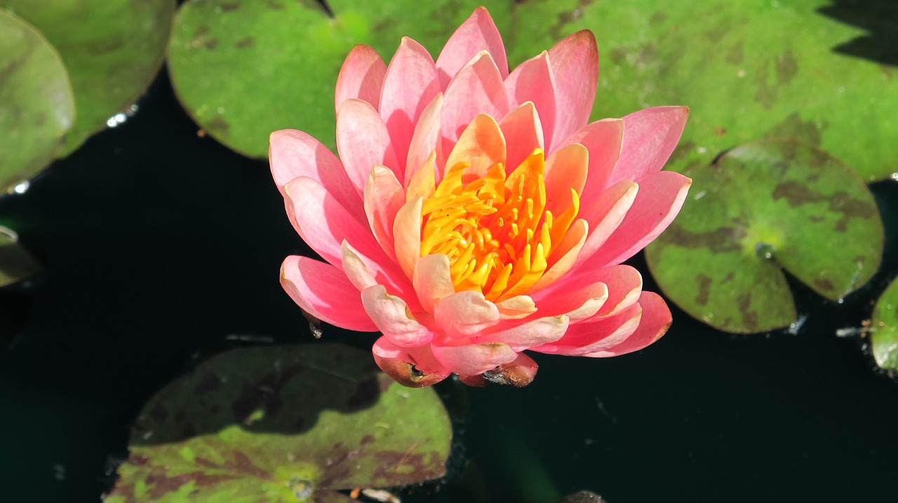 waterlily lotus blossom pond free photo