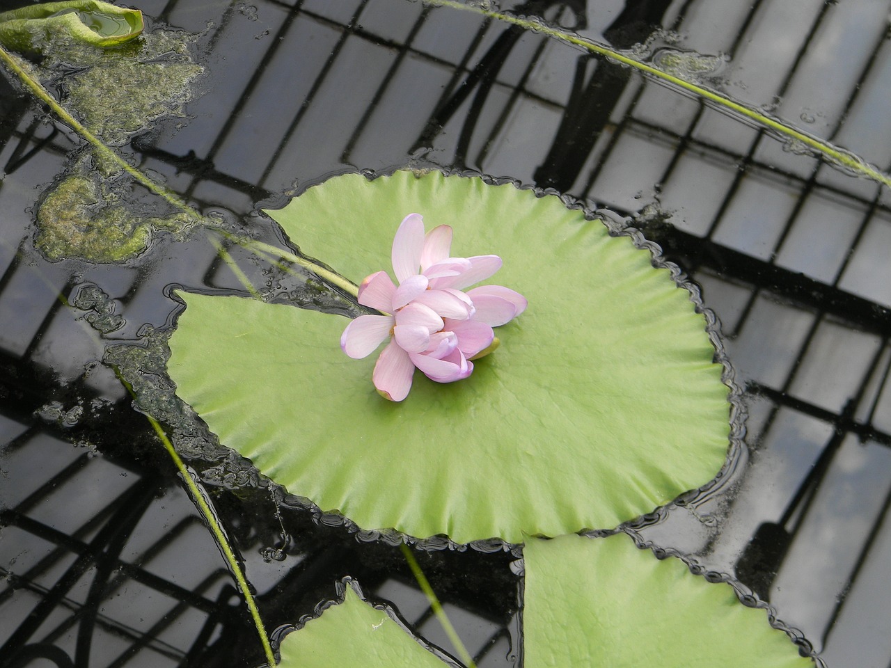 waterlily floating flower pink free photo