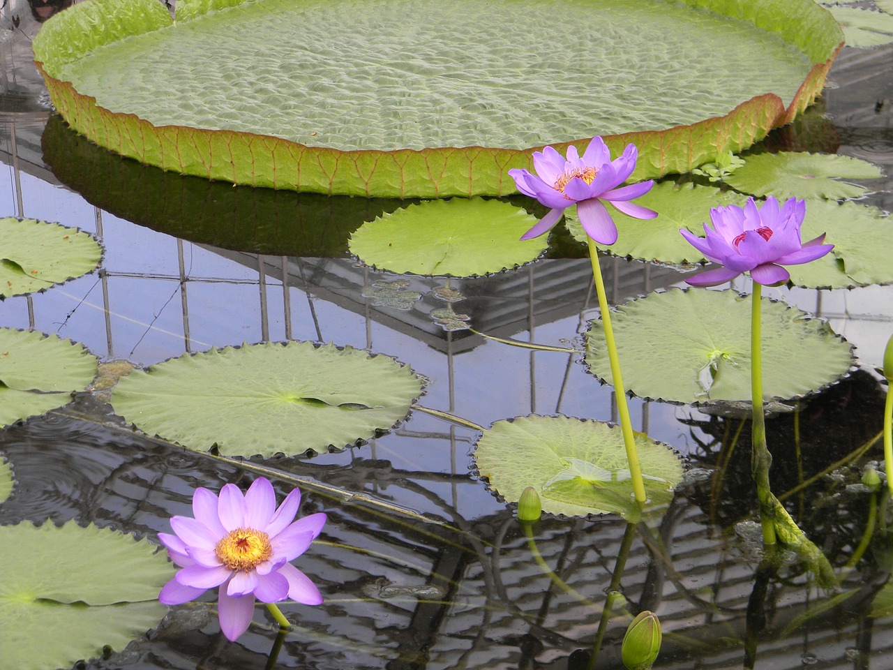 waterlily pink lotus free photo