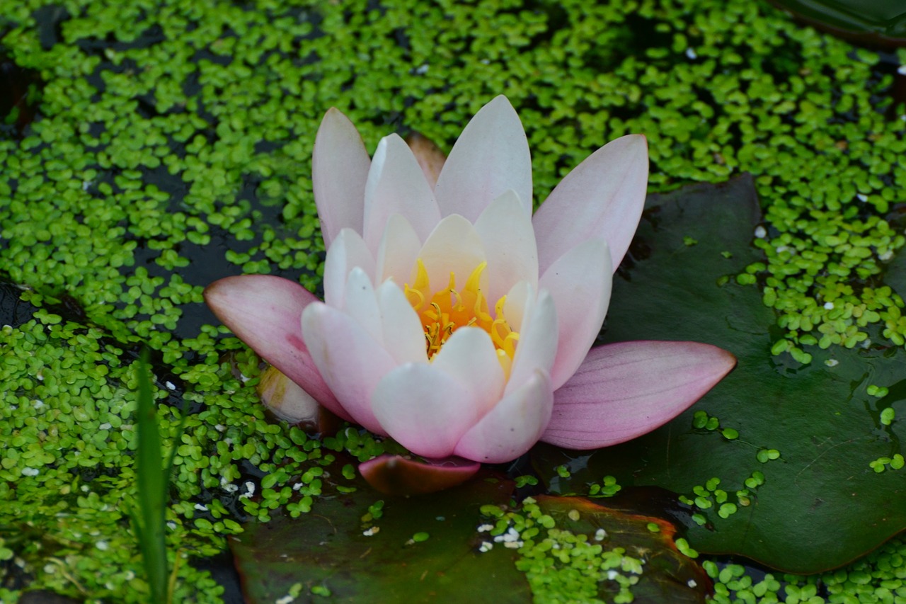 waterlily summer flower free photo