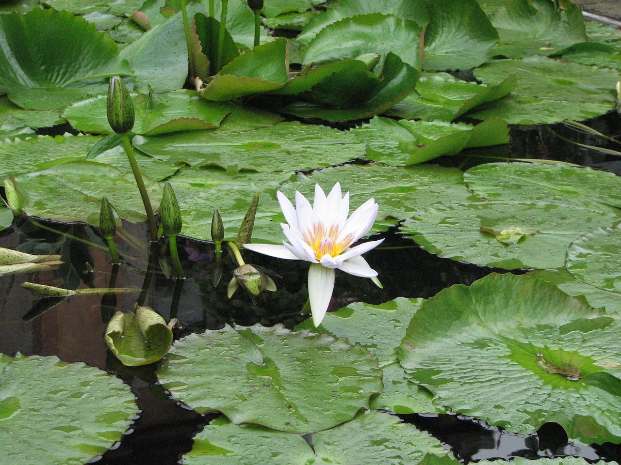 waterlily lily pond leaves free photo