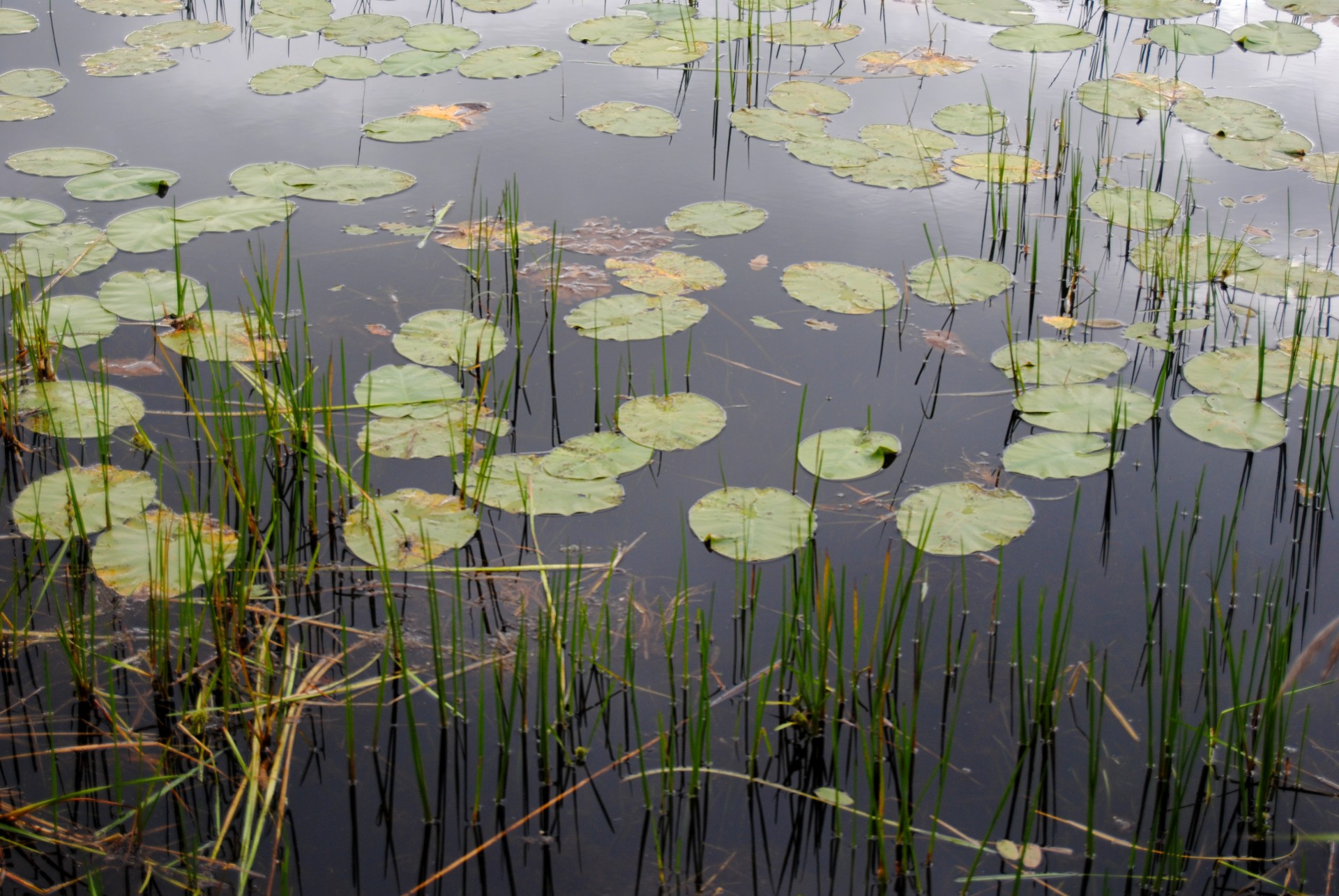 waterlily lily marsh free photo