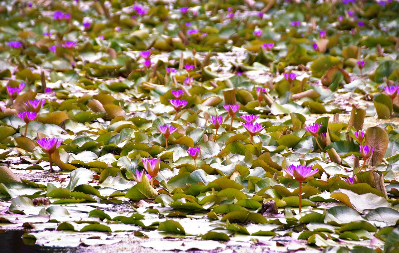 waterlily water-plant hevíz free photo