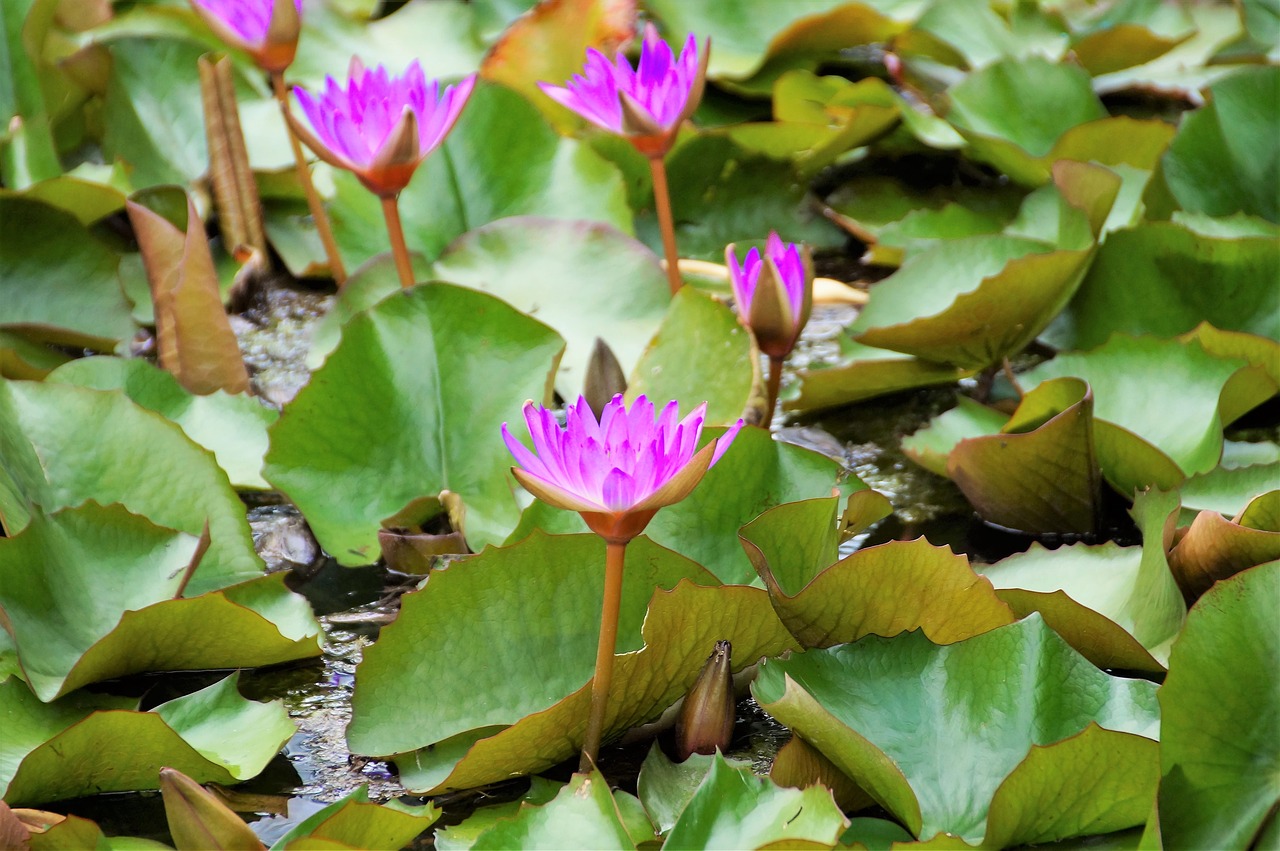 waterlily water lily hevíz free photo