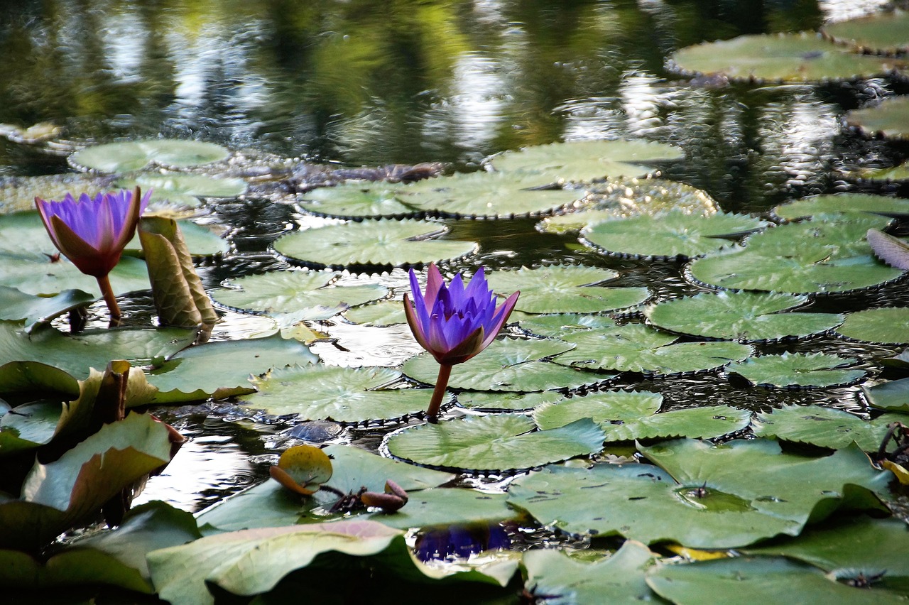 waterlily water flower plant free photo