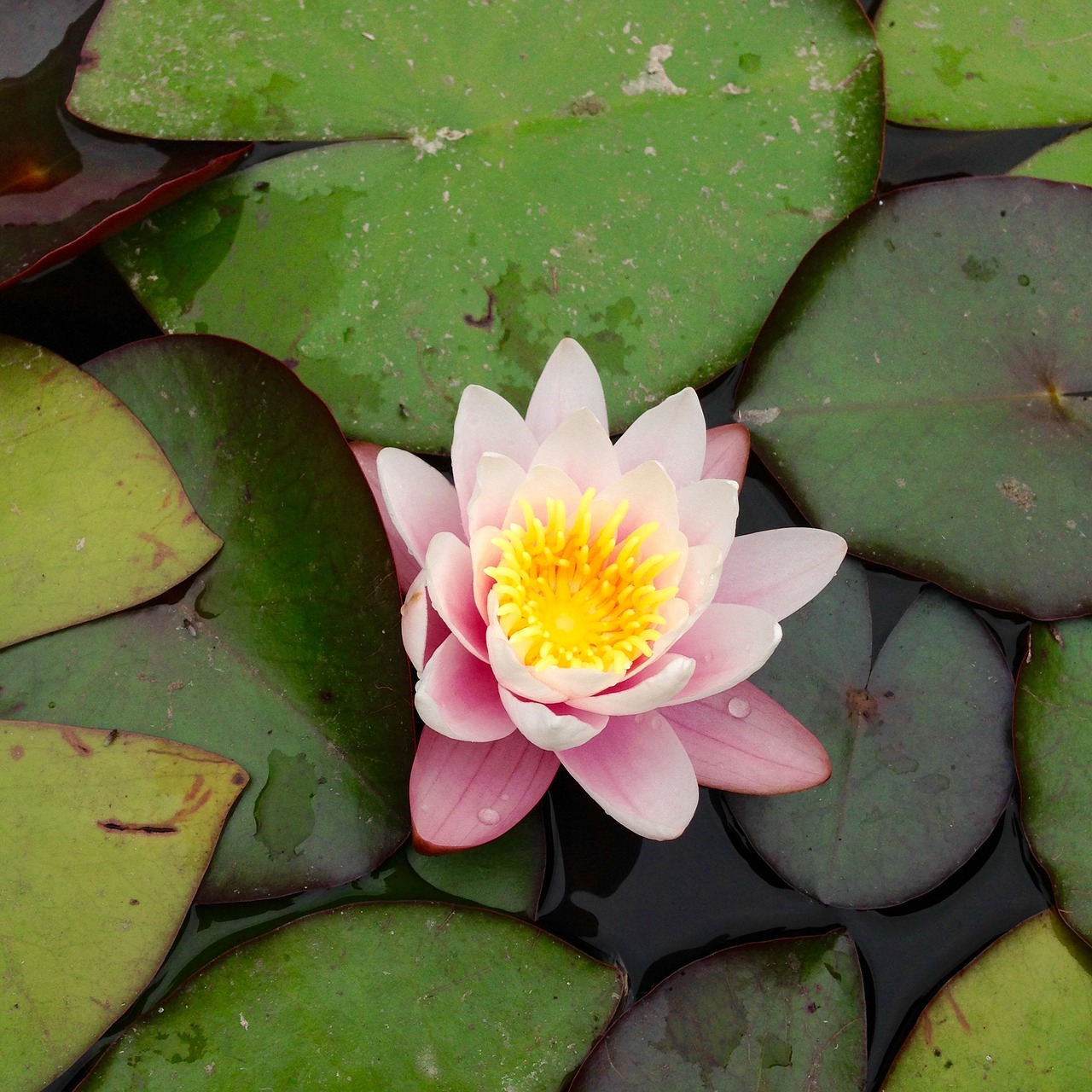waterlily flower lily free photo