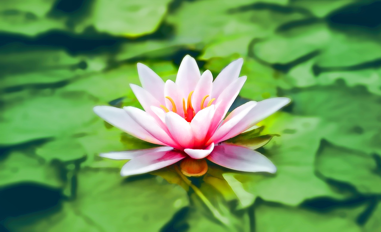 waterlily pink water lily water free photo