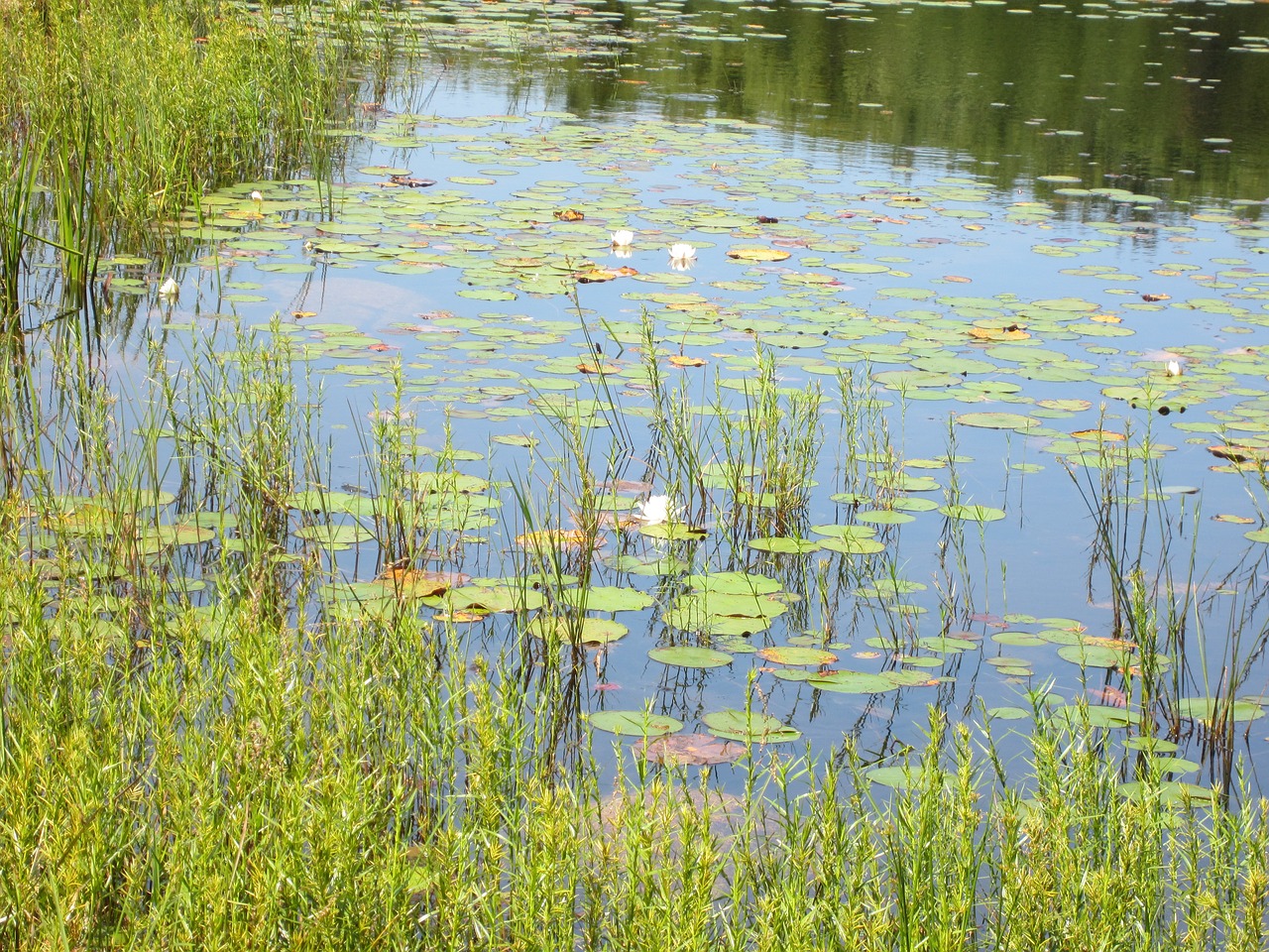 waterlily reeds pond free photo