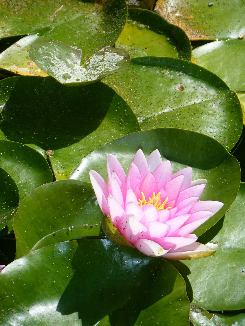 waterlily lily lily pad free photo