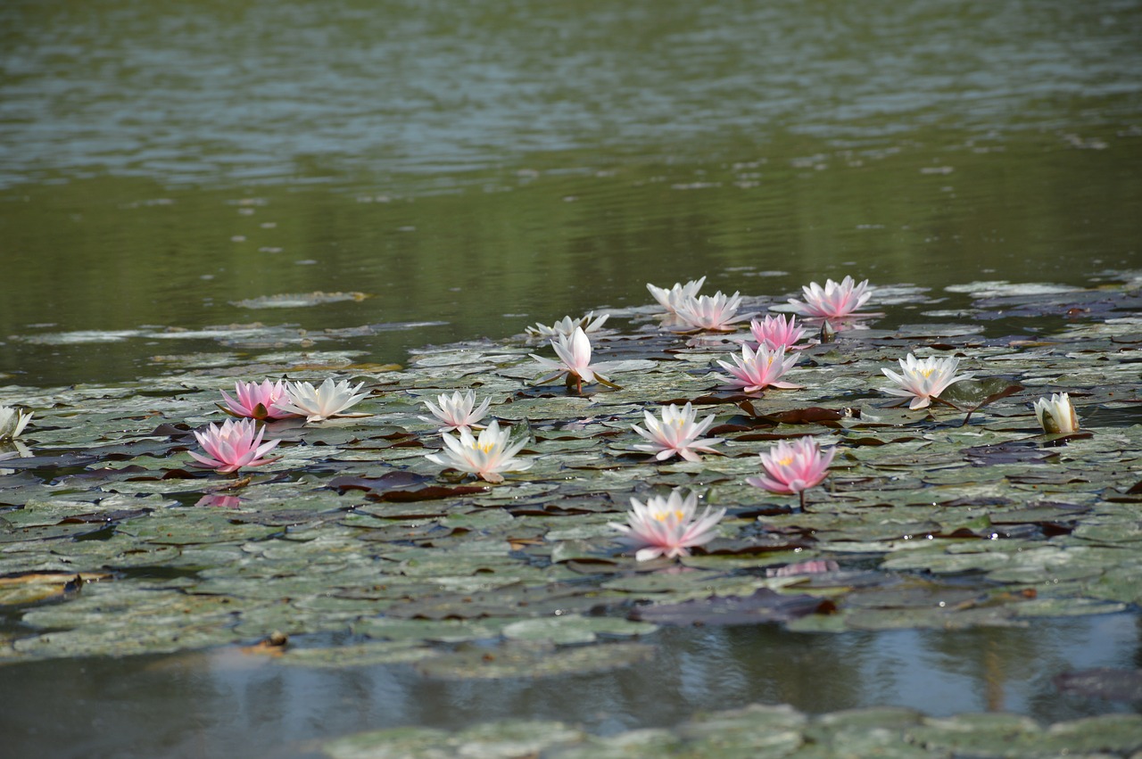 waterlily lotus pond free photo
