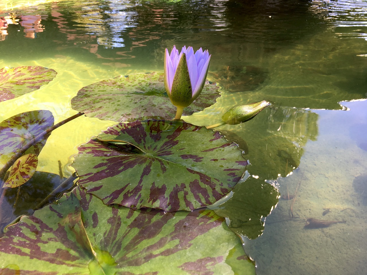 waterlily bloom monet free photo