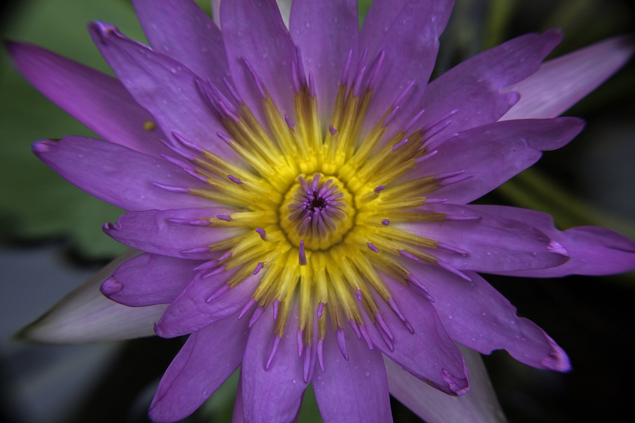 waterlily nature flowers free photo