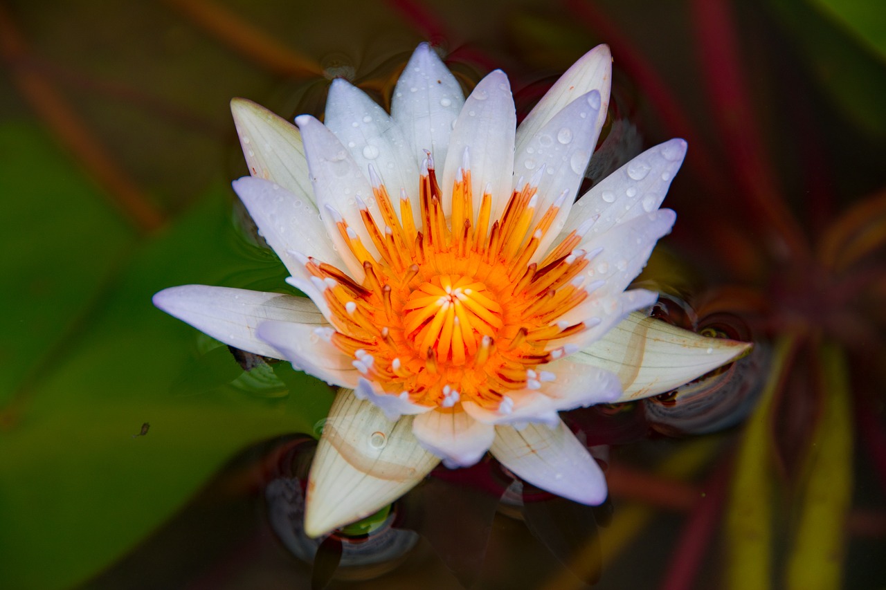 waterlily flower nature free photo