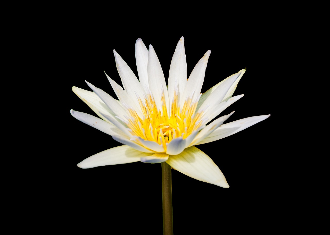 waterlily flower nature free photo