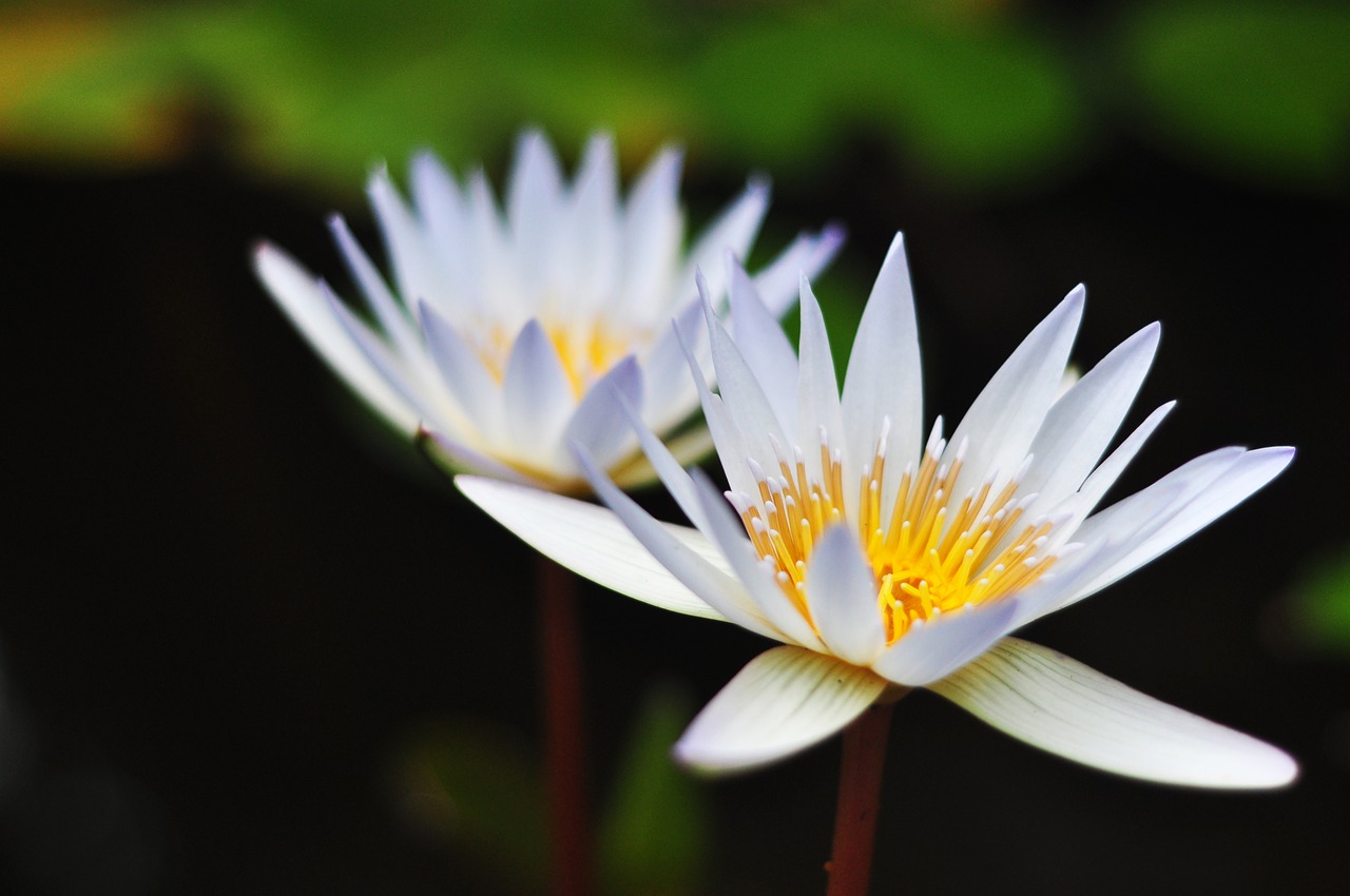 waterlily flower lotus free photo