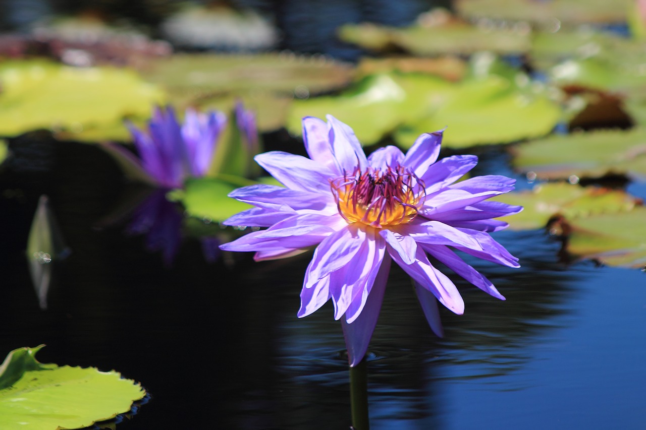 waterlily lavender purple free photo