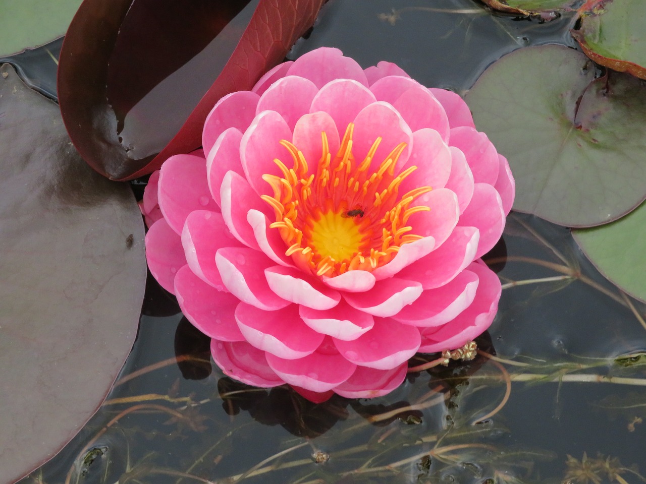 waterlily lily pink free photo