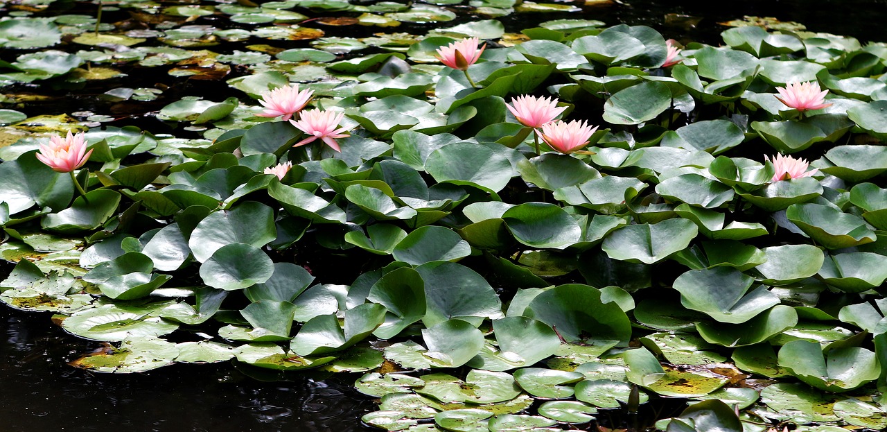 waterlily pink flowers pond free photo