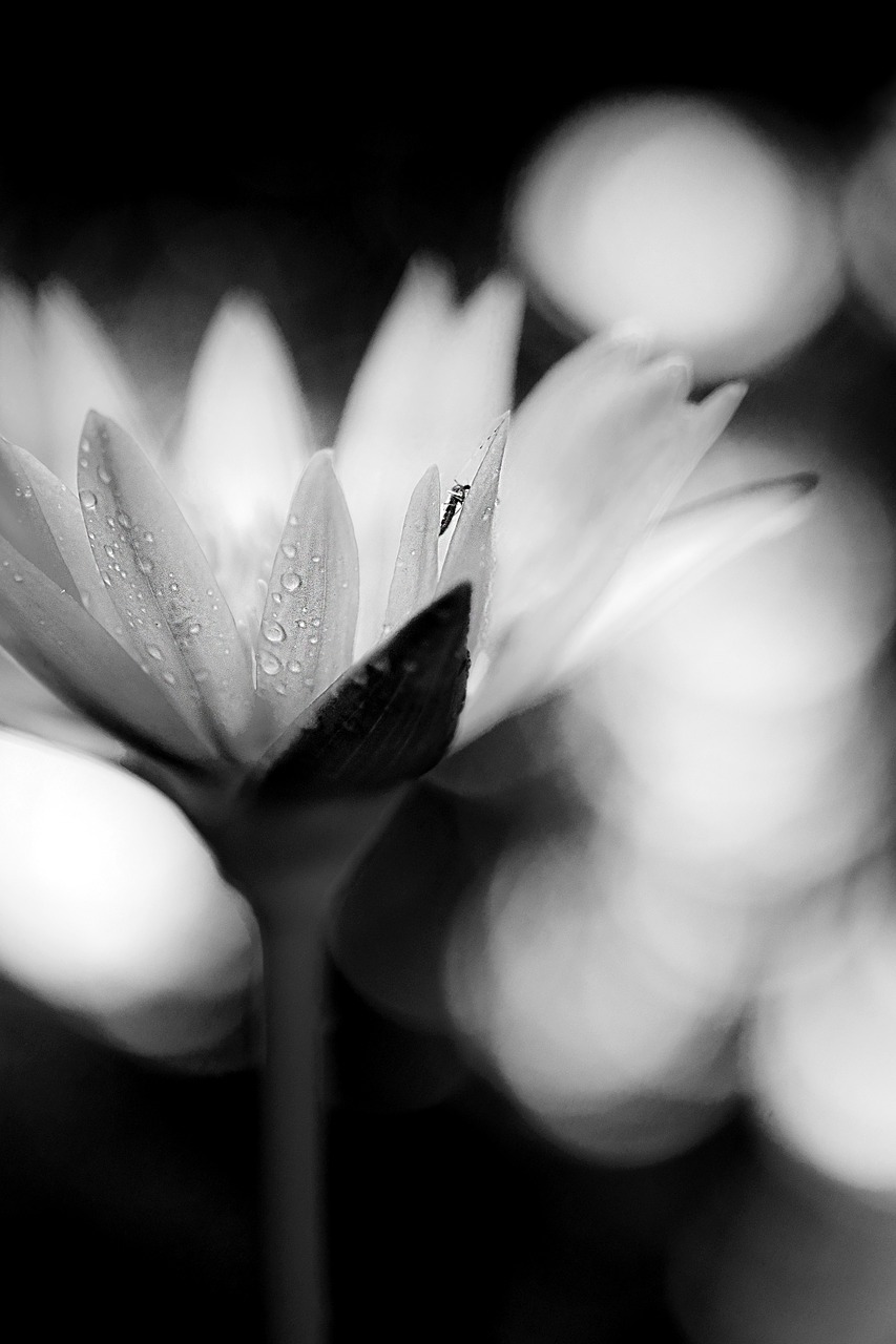 waterlily macro flower free photo