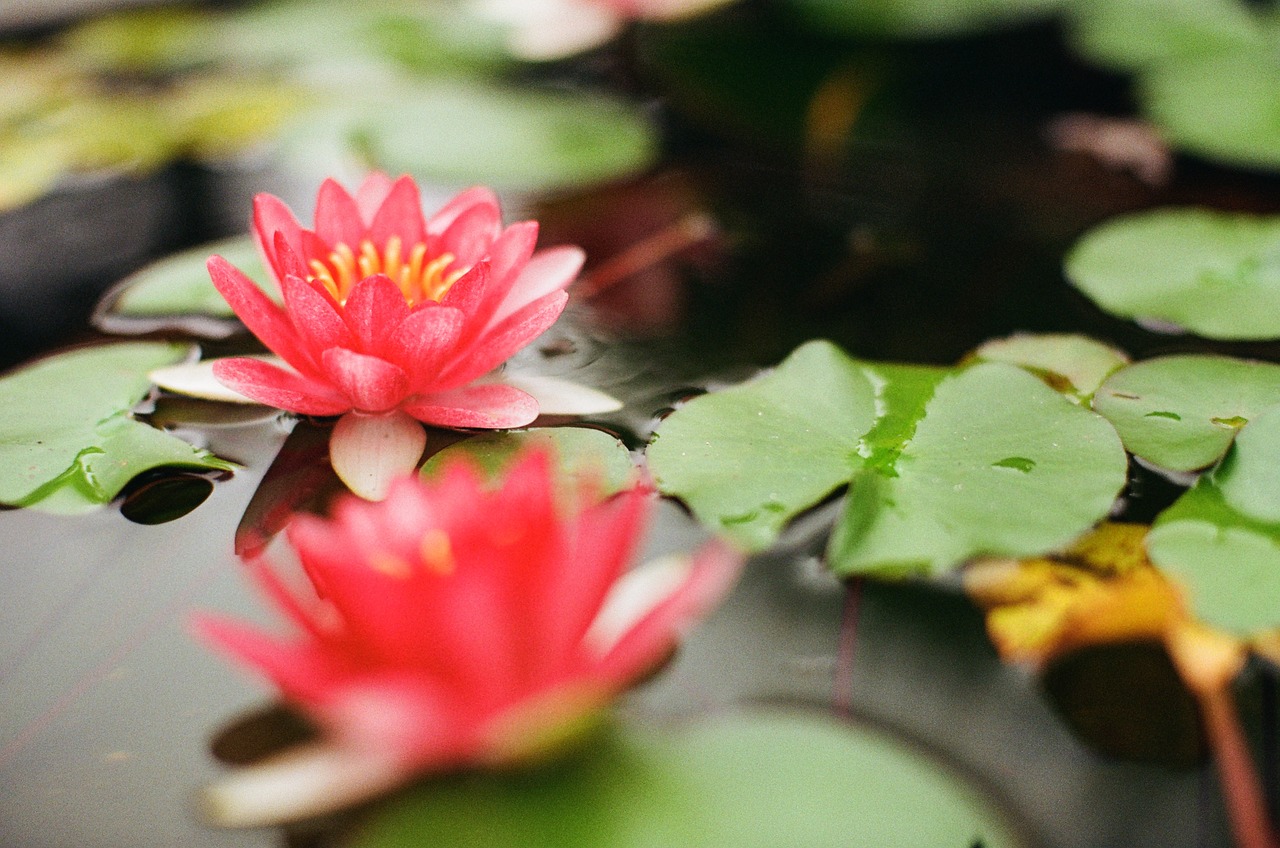 waterlily plants flower free photo