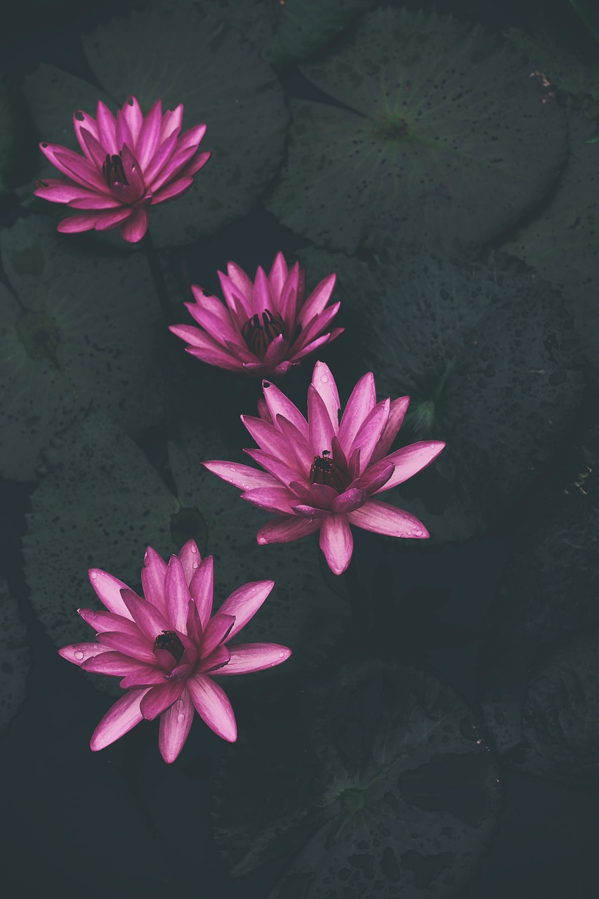 waterlily plants pink free photo