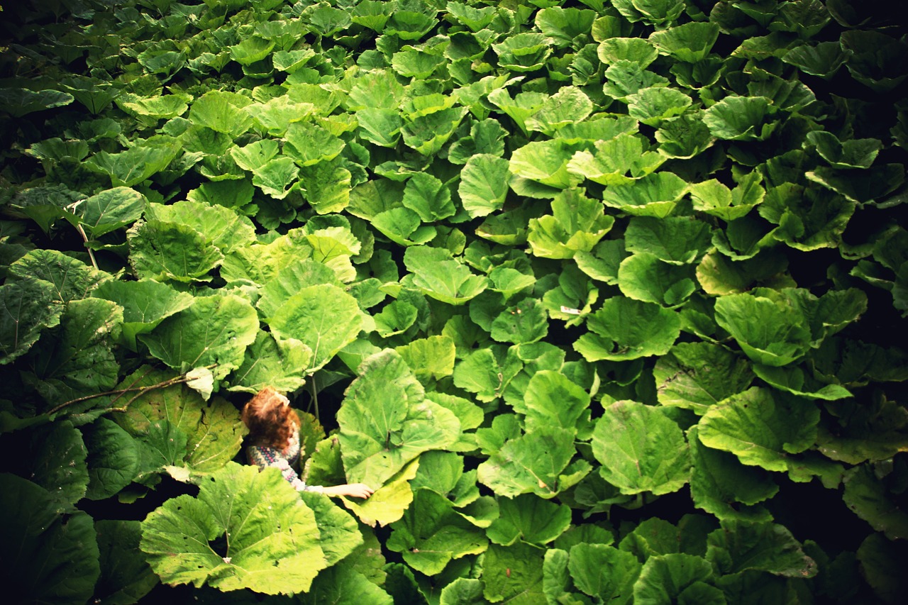 waterlily plants flower free photo