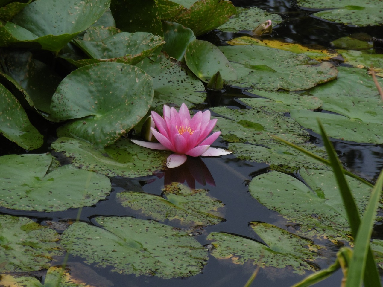 waterlily meditation zen free photo