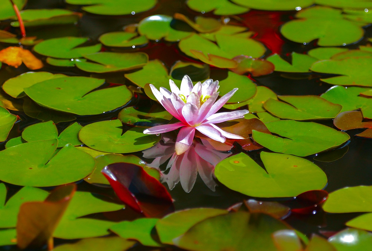 waterlily flower lake free photo