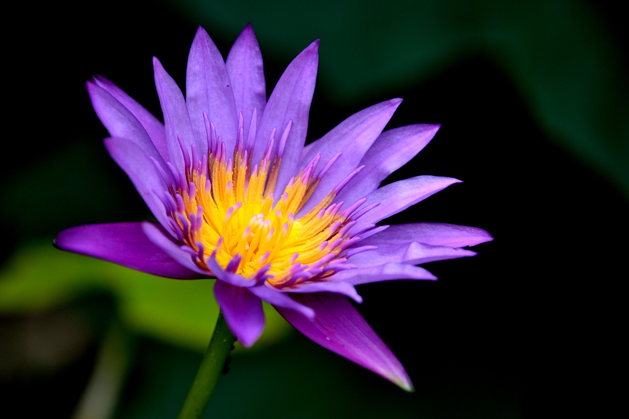 waterlily flower flora free photo