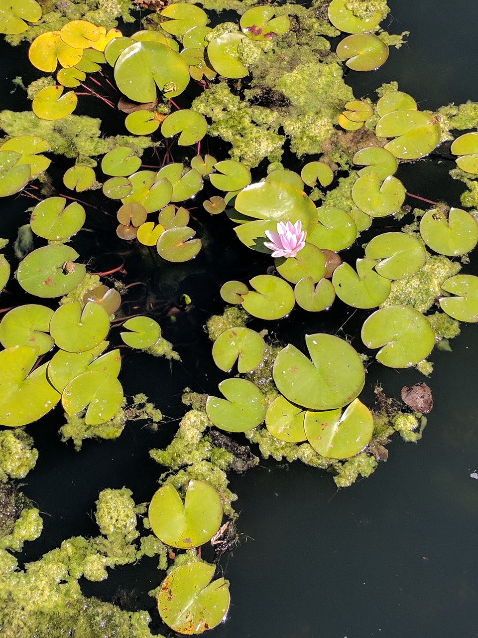 waterlily pond flower free photo