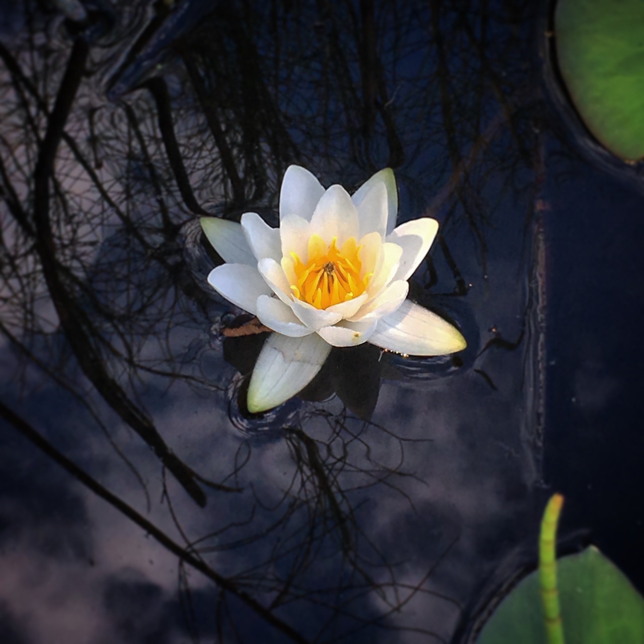 waterlily water flower free photo