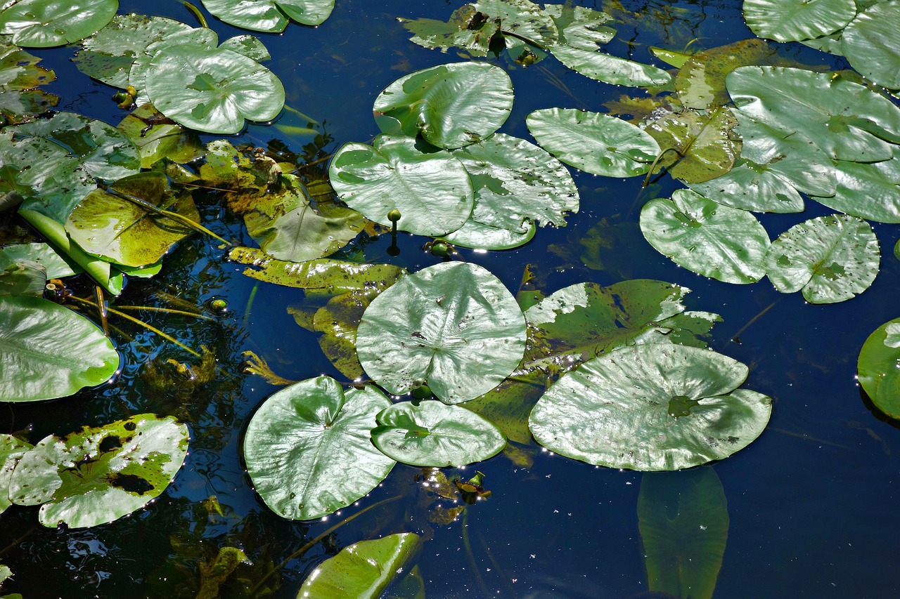 waterlily leaves waterlily leaves free photo