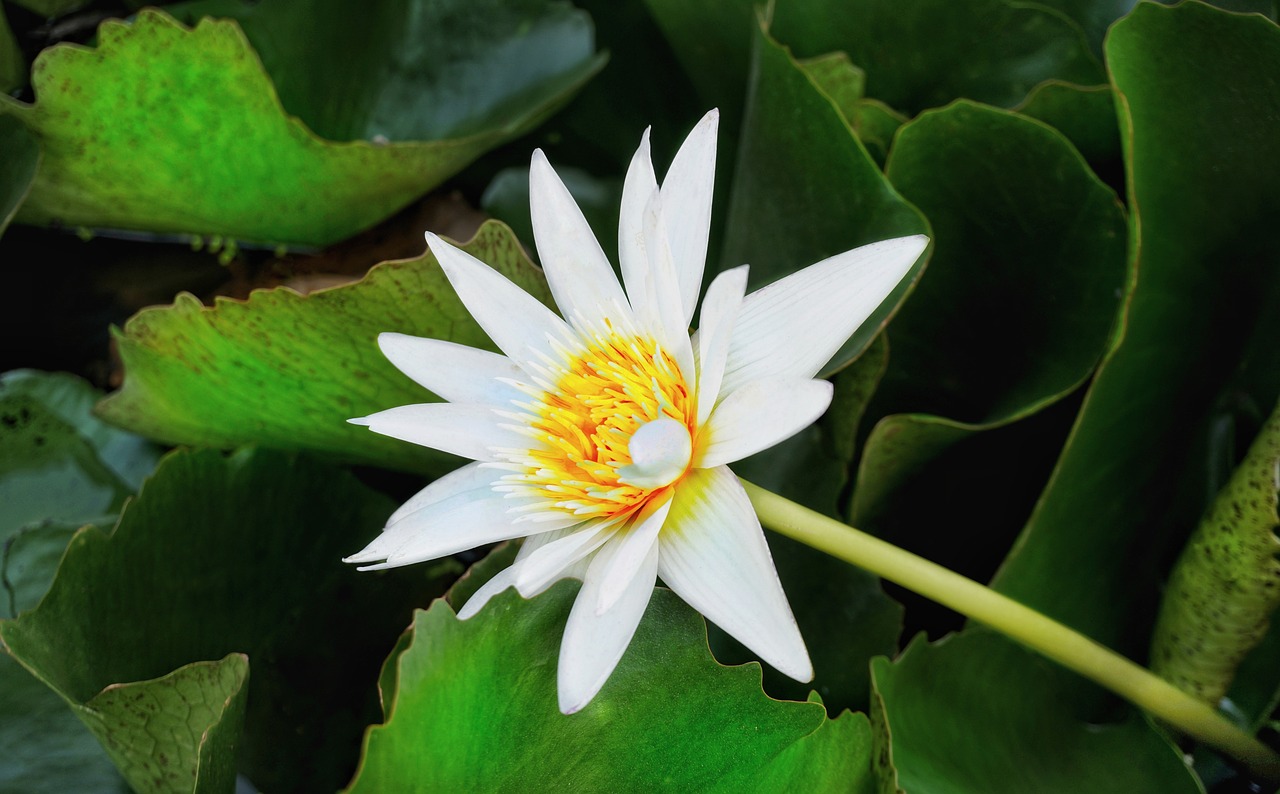 waterlily lily white free photo