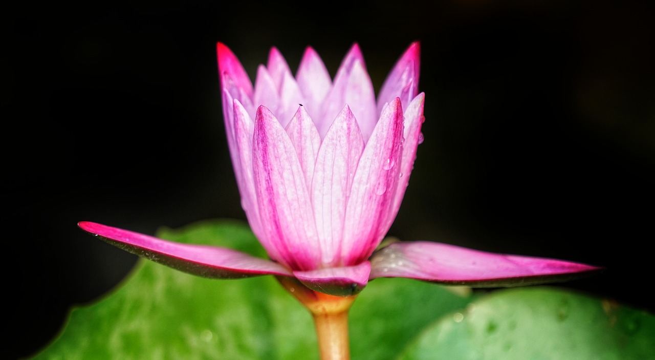 waterlily  red  pink free photo