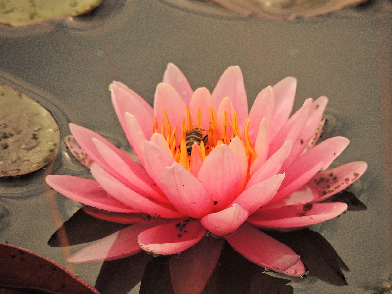waterlily  flower  bee free photo