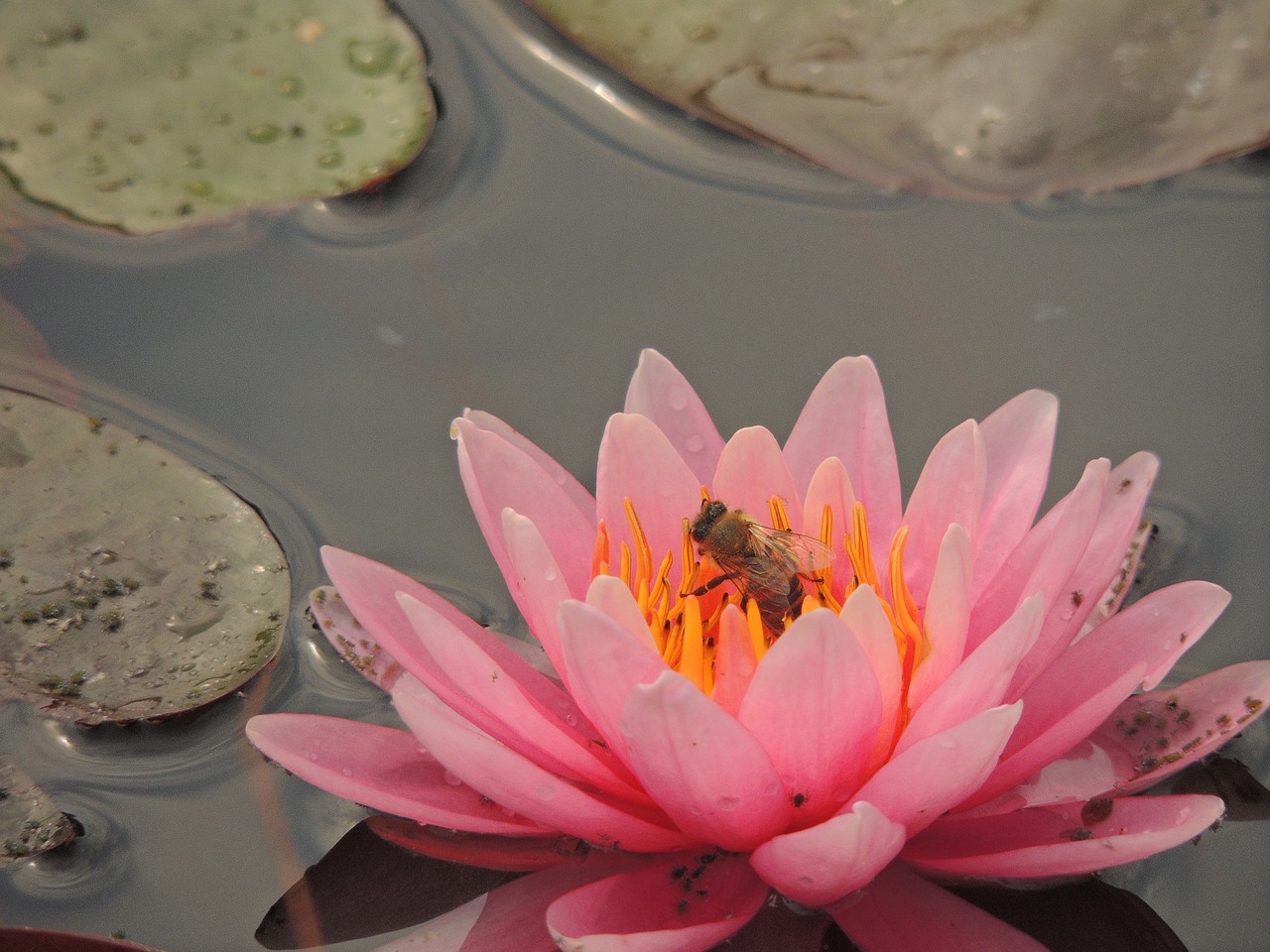 waterlily  flower  bee free photo