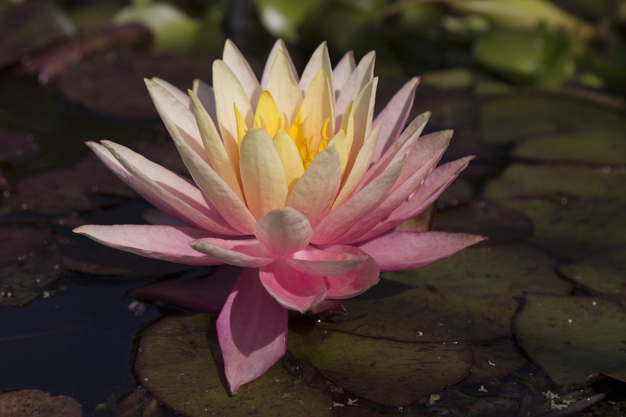 waterlily  lilly  lilly pad free photo