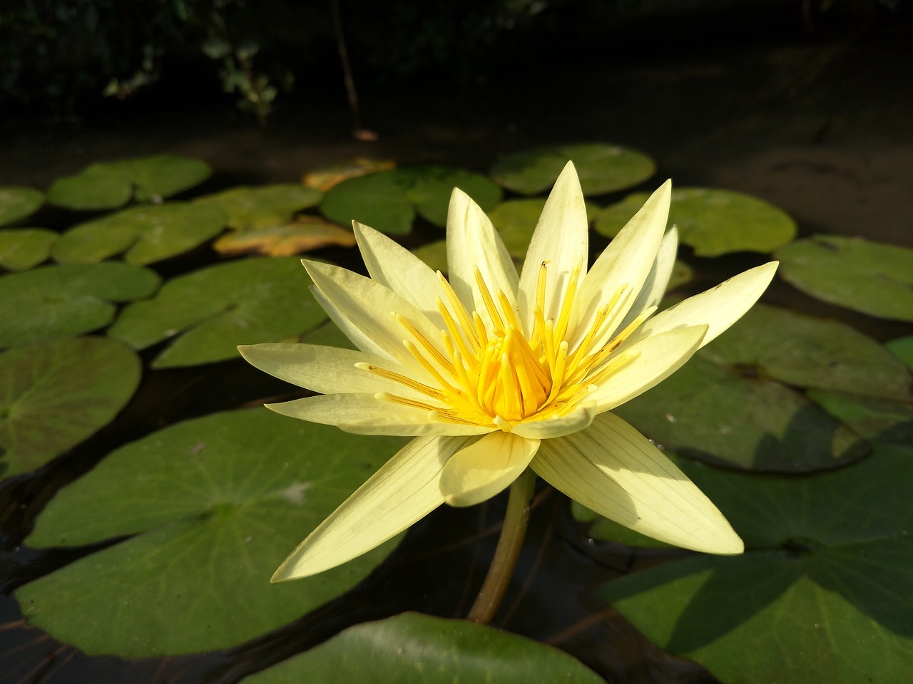 waterlily  lotus  plant free photo