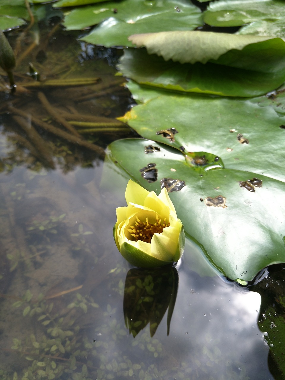 waterlily  lotus  plant free photo