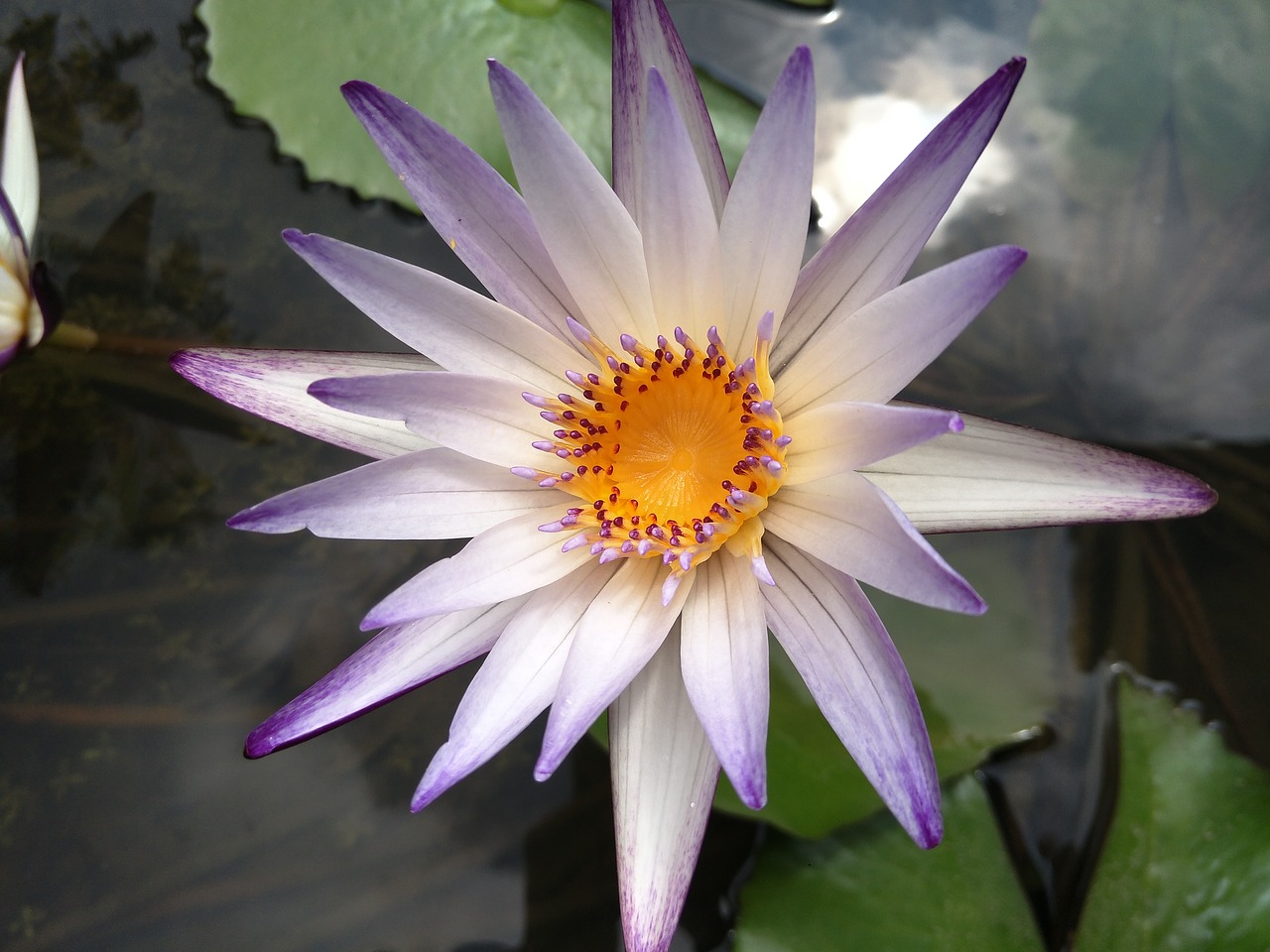 waterlily  lotus  plant free photo