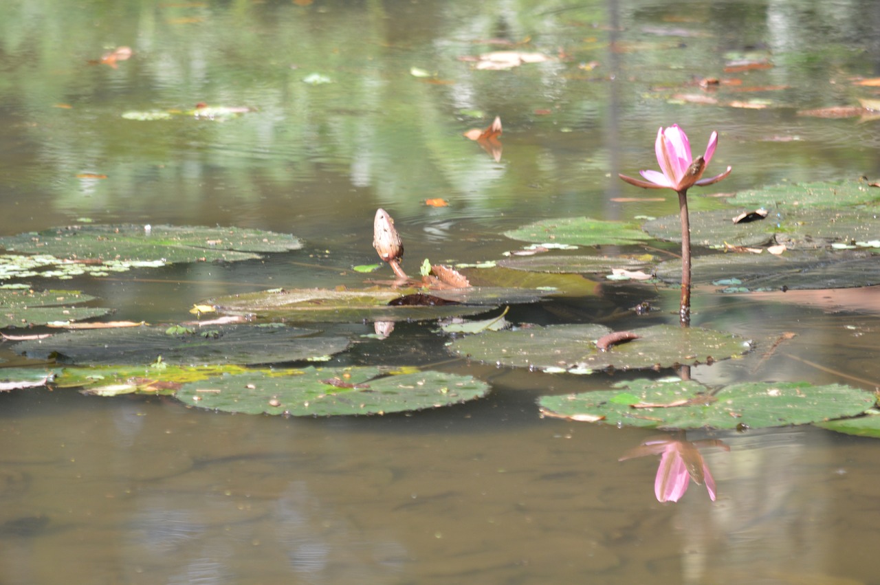 waterlily  pink  pond free photo
